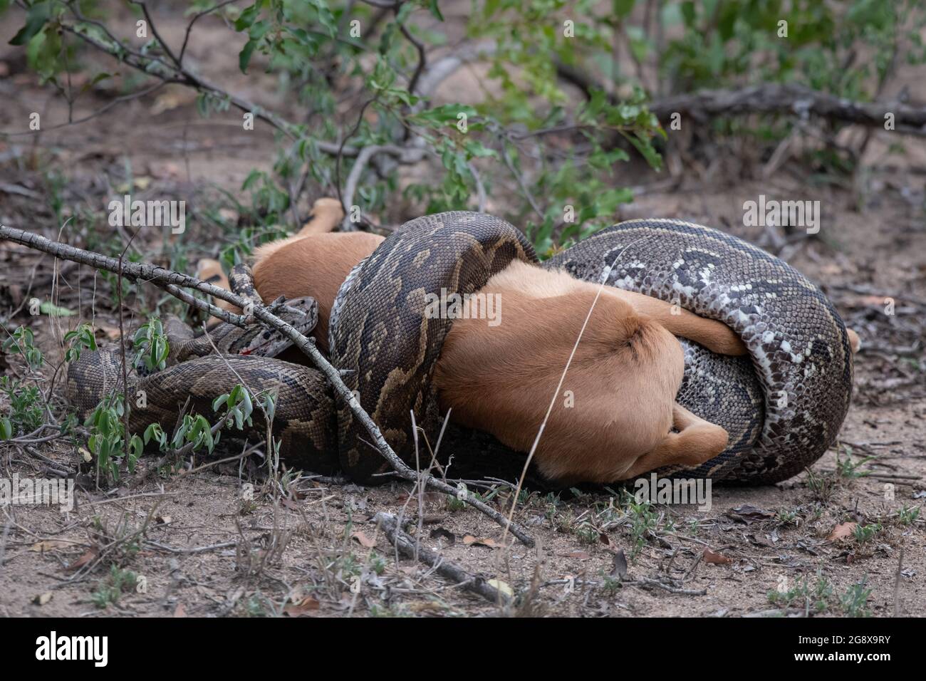 Eine afrikanische Python, Python sebae, erwürgt eine Antilope Stockfoto