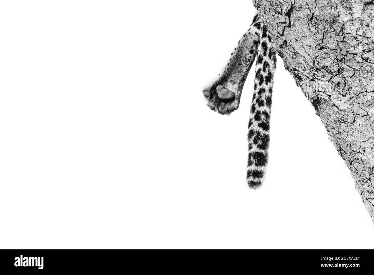 Fuß und Schwanz eines Leoparden, Panthera pardus, in schwarz und weiß Stockfoto