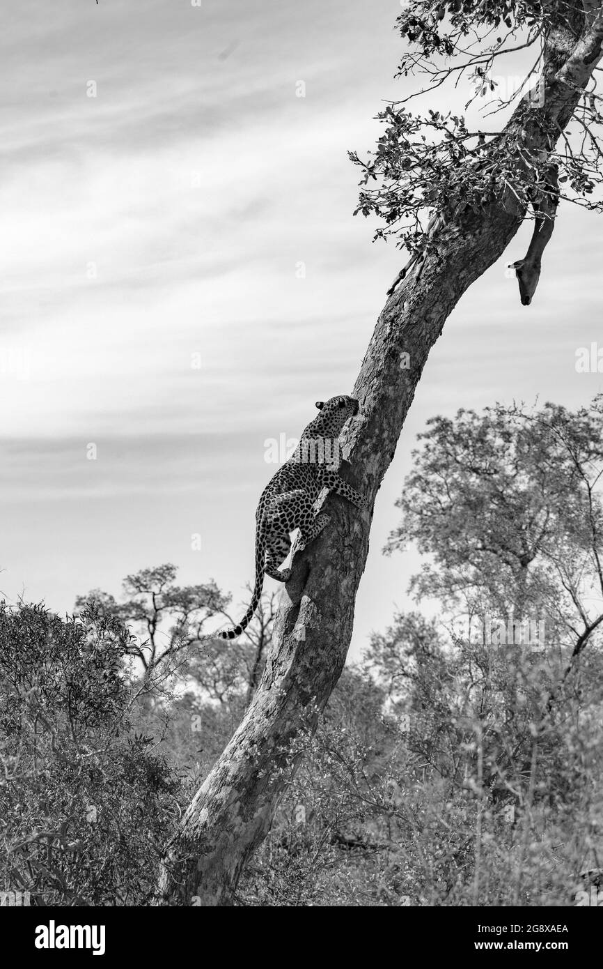 Ein Leopard, Panthera pardus, klettert auf einen Vertikalbaum, um zu ihrem Impala-Kill, Aepyceros melampus, zu gelangen Stockfoto