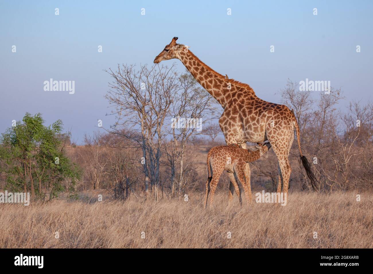 Ein Giraffenkalb, Giraffa camelopardalis giraffa, streichelt von seiner Mutter, blauer Himmel im Hintergrund Stockfoto