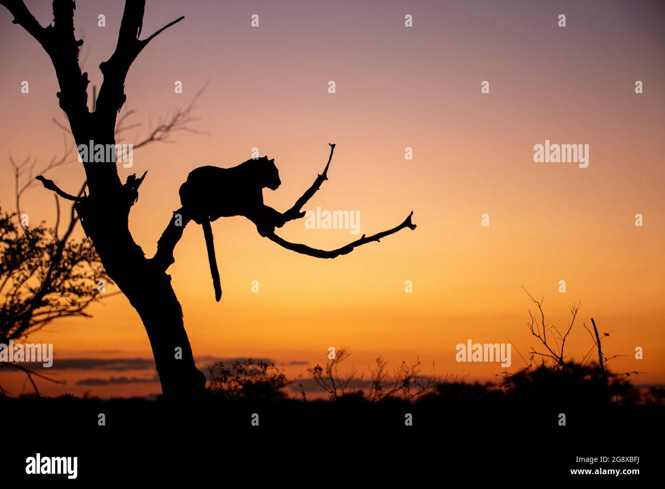 Die Silhouette eines Leoparden, Panthera pardus, liegt bei Sonnenuntergang in einem Baum, der Schwanz hängt nach unten Stockfoto