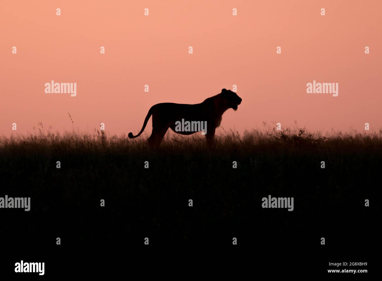 Die Silhouette einer Löwin, Panthera leo, die bei Sonnenuntergang auf einer Lichtung steht, orangefarbener Himmel im Hintergrund Stockfoto