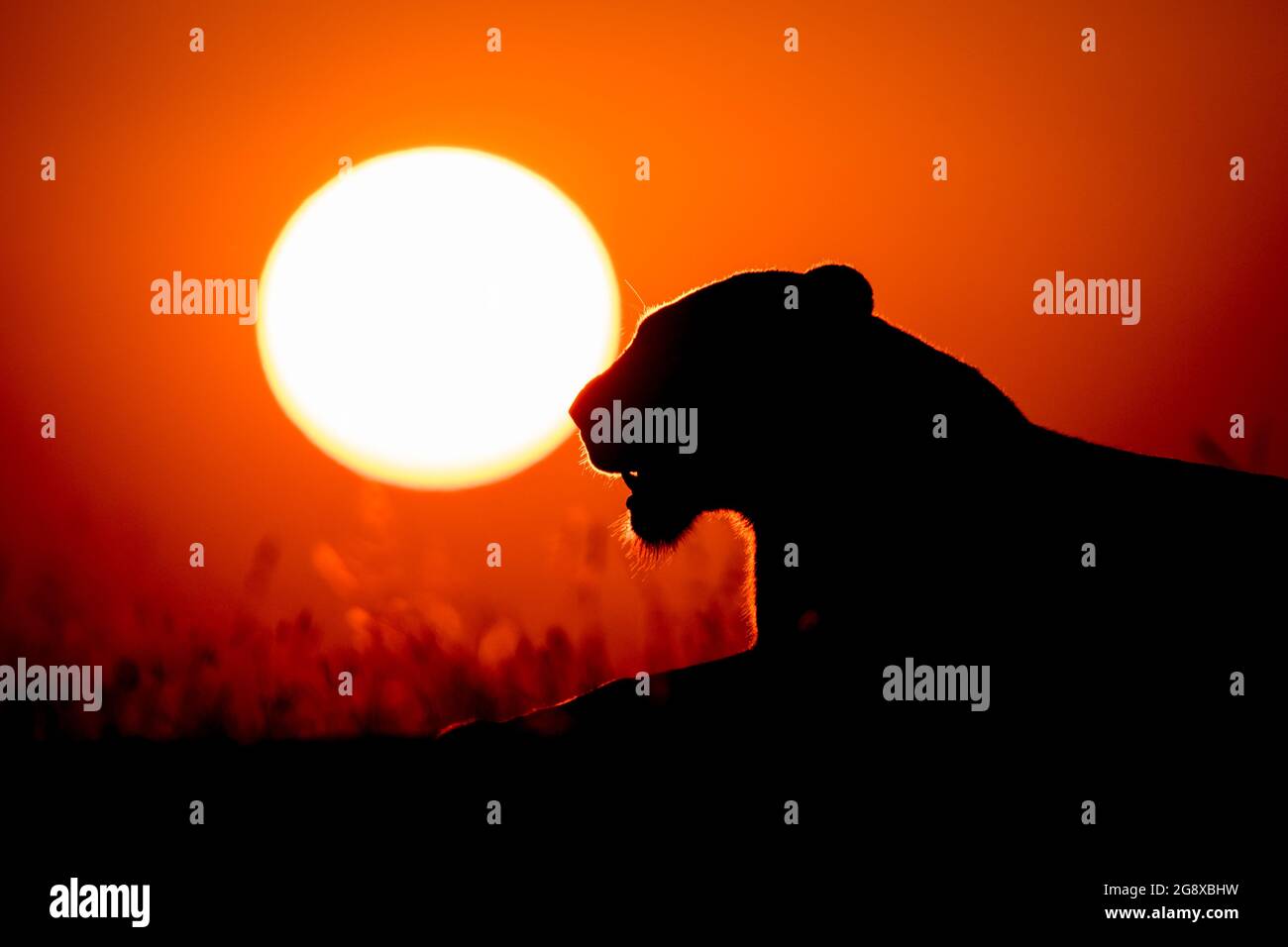 Die Silhouette einer Löwin, Panthera leo, die bei Sonnenuntergang liegt, gelber Sonnengrund Stockfoto