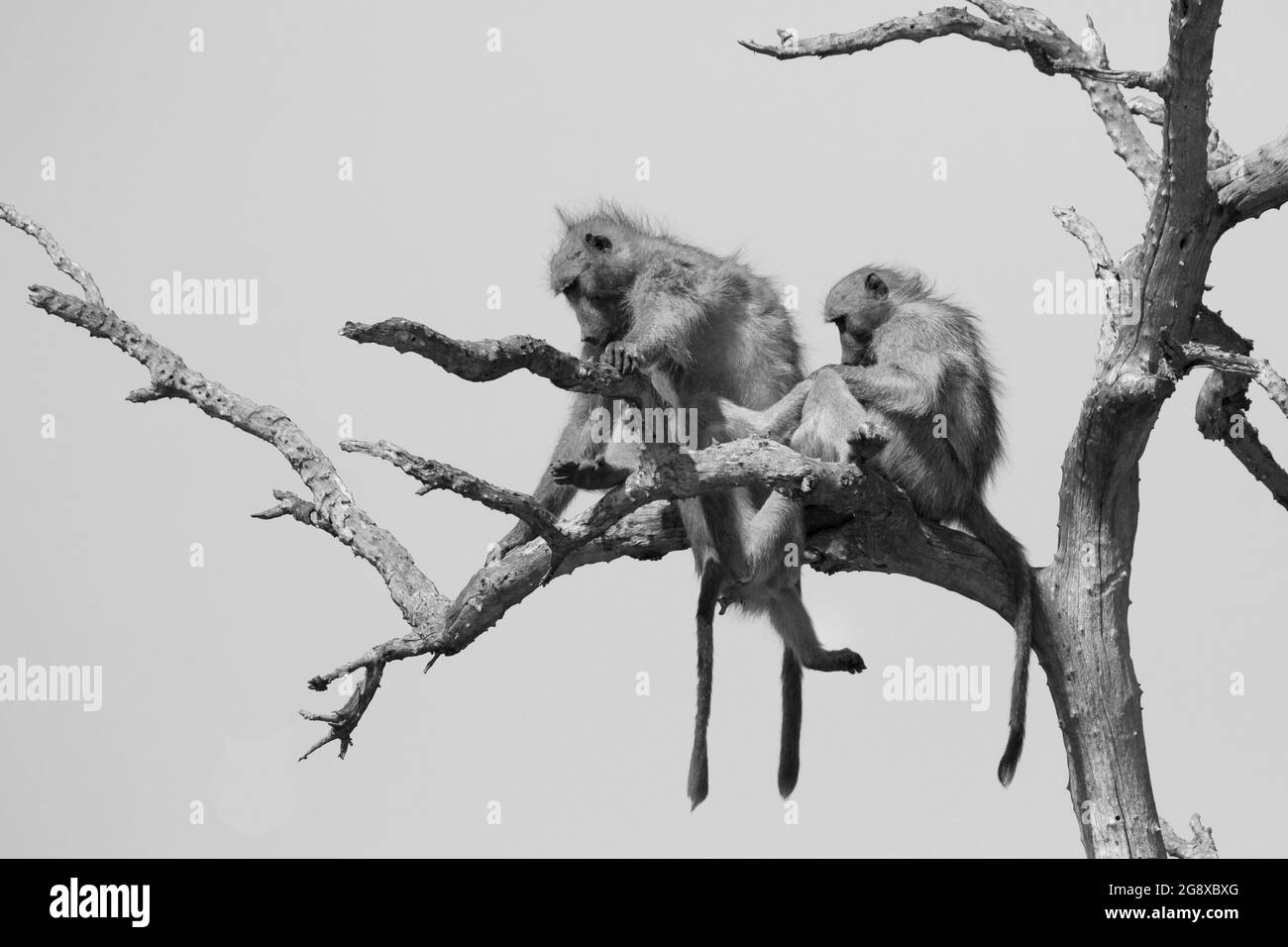 Zwei Chacma-Paviane, Papio ursinus, sitzen auf einem toten Baum in Schwarz und Weiß. Stockfoto