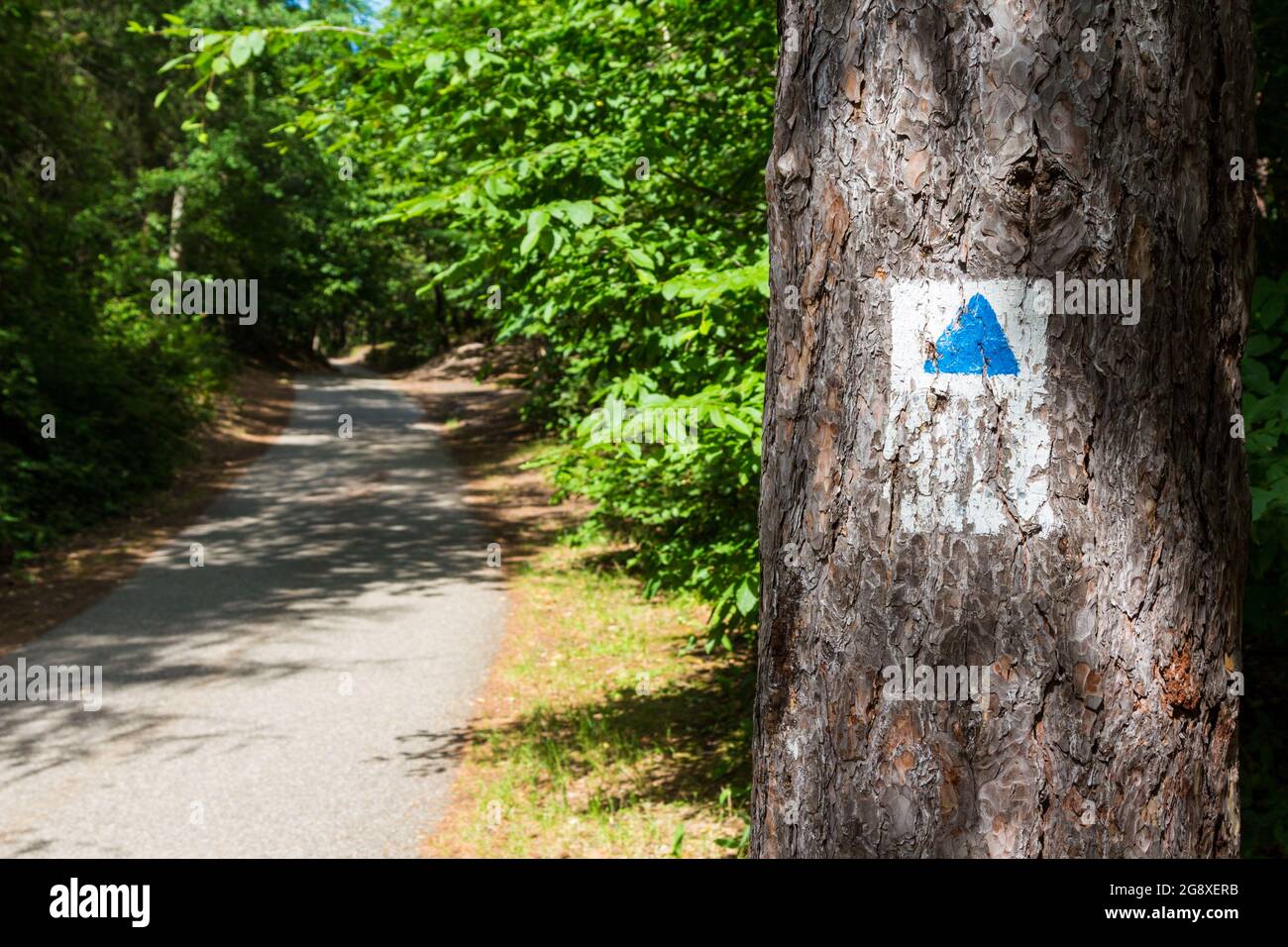 Blaues Dreieck-Schild auf Baumstamm entlang der Waldstraße, Soproni-hegyseg, Sopron, Ungarn Stockfoto