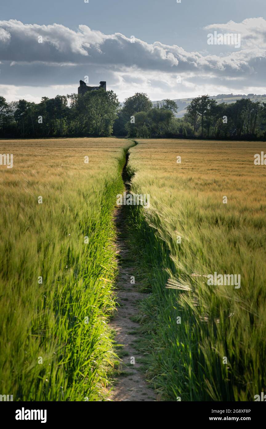 Ein Pfad, der durch ein Weizenfeld führt, der zum Kilcrea Castle in Cork Ireland führt Stockfoto
