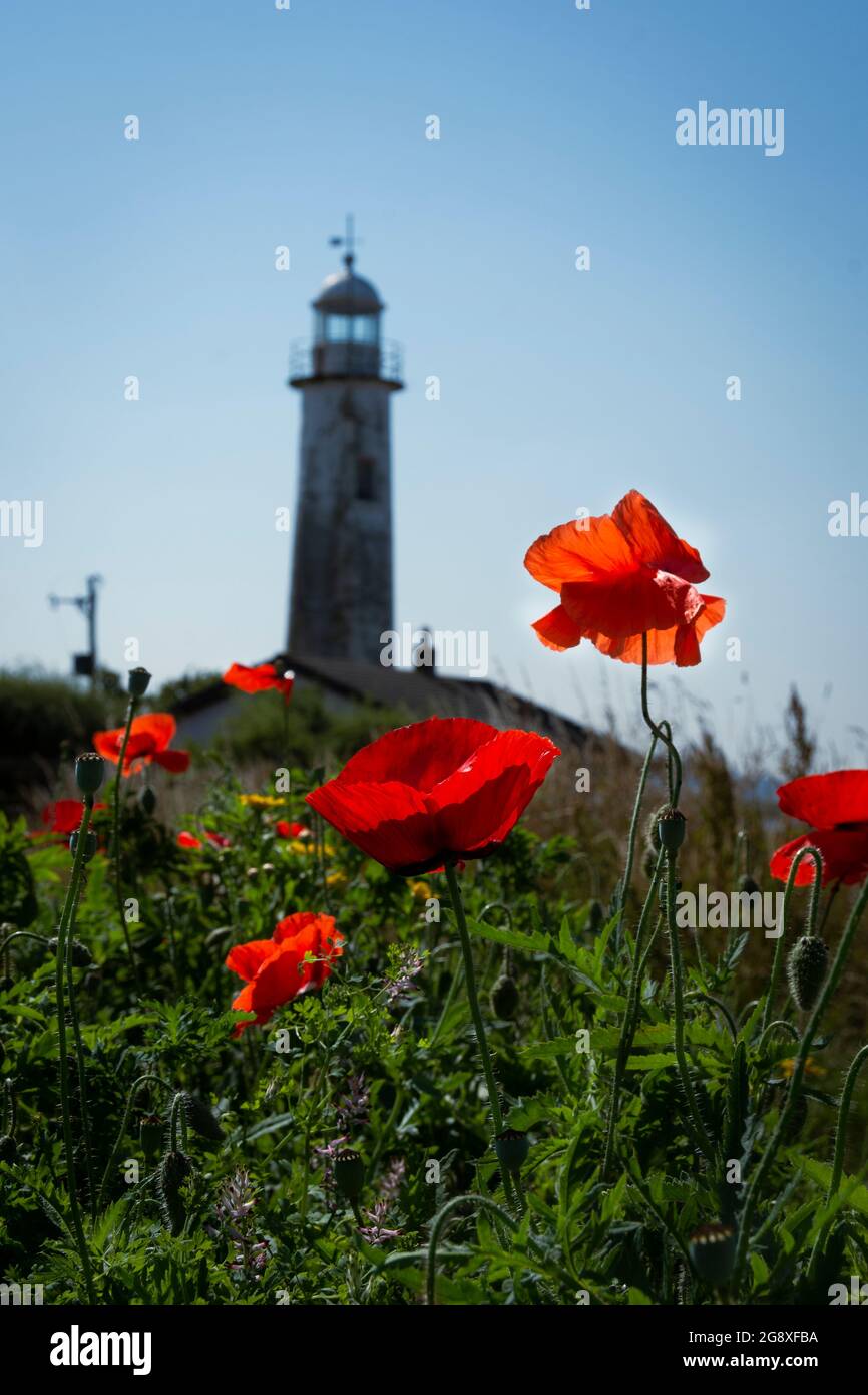 Feld von wilden Blumen, die zum Hale Lighthouse in Hale am Fluss Mersey führen. Stockfoto