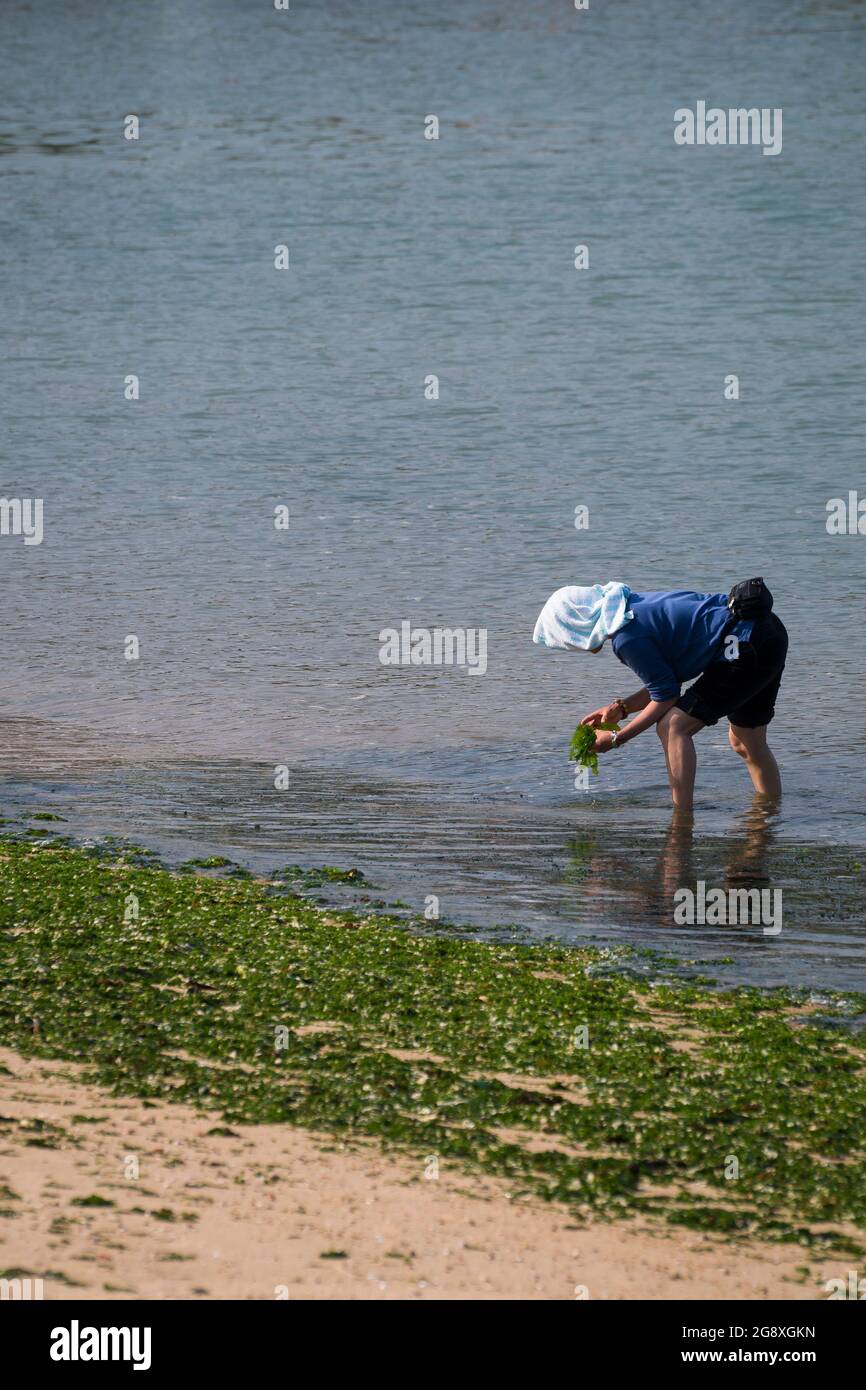 Eine einheimische Frau sammelt Algen, die am Strand aufgespült werden, um frisch zu essen und durch Trocknen zu konservieren, auf Peng Chau, einer abgelegenen Insel Hongkongs Stockfoto