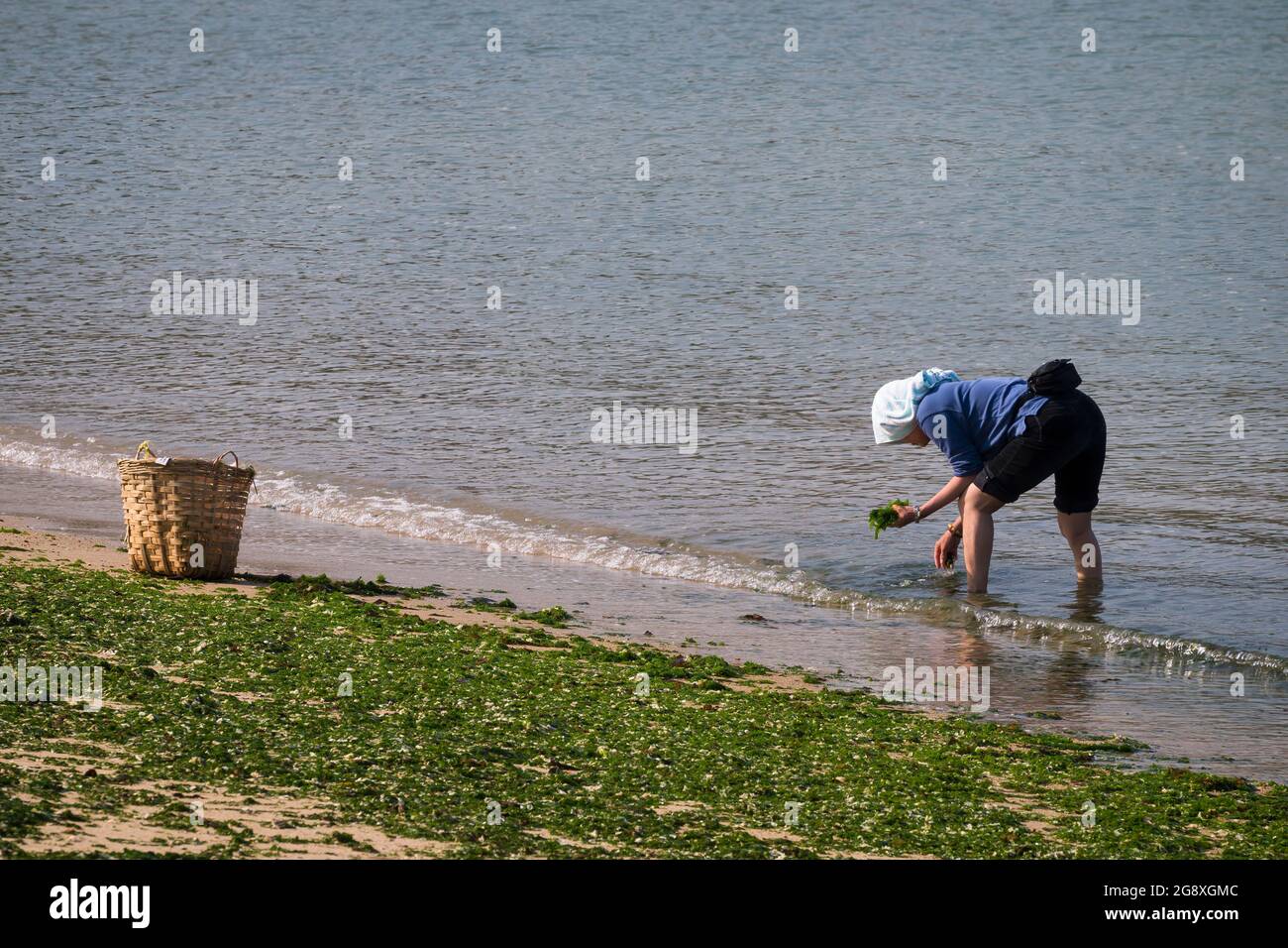 Eine einheimische Frau sammelt Algen, die am Strand aufgespült werden, um frisch zu essen und durch Trocknen zu konservieren, auf Peng Chau, einer abgelegenen Insel Hongkongs Stockfoto