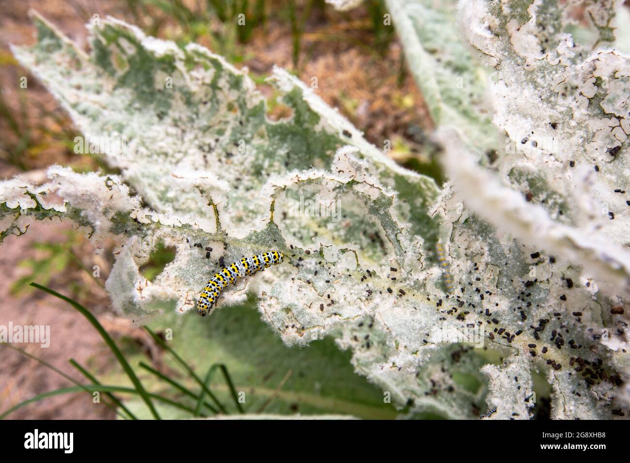 Raupen der Mullein Moth, Cucullia verbacci, beim Verzehr von Blättern einer Pflanze auf Walney Island, Cumbria, Großbritannien. Stockfoto