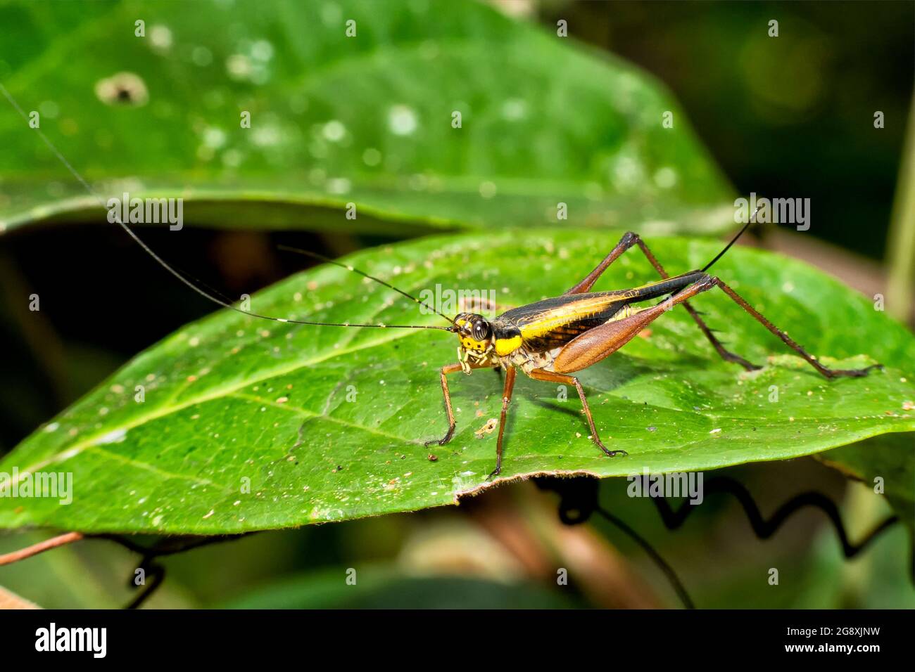 Grasshopper, Sekonyer River, Tanjung Puting National Park, Kalimantan, Borneo, Indonesien Stockfoto