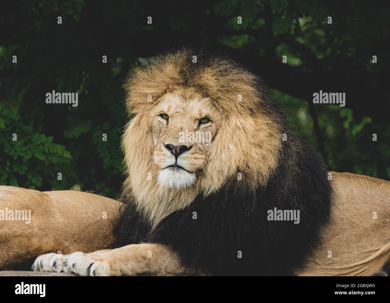 Porträt eines königlichen Löwen, der auf die Kamera schaut Stockfoto