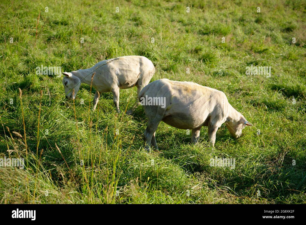 Grasende Mutterschafe kurz nach dem Schern. Schafe im Sommer, nachdem ihr Wintermantel entfernt wurde. Stockfoto