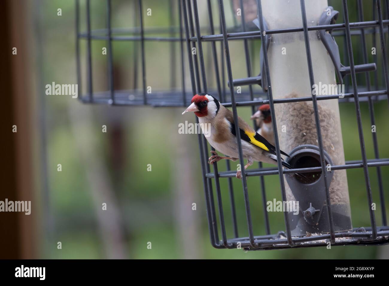 Europäischer Goldfink Carduelis carduelis auf Vogelfutterhäuschen Cotswolds UK Stockfoto