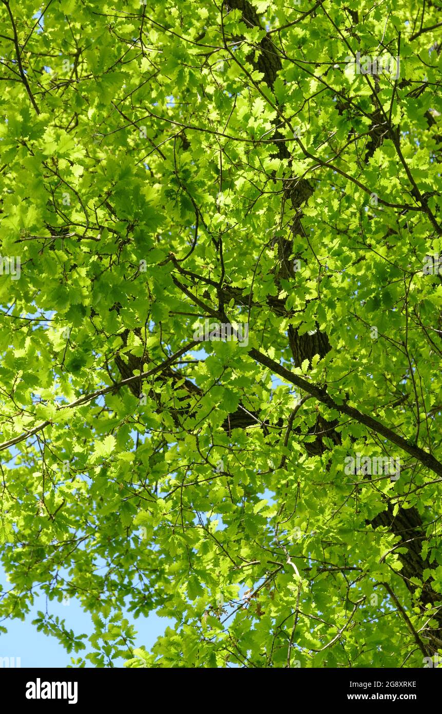 Grüne Blätter Laub und Zweige einer Eiche, Quercus, in Deutschland, Europa Stockfoto