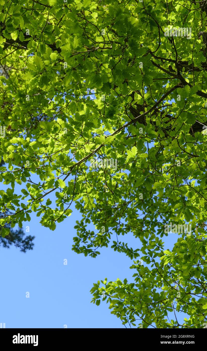 Grüne Blätter Laub und Zweige einer Eiche, Quercus, in Deutschland, Europa Stockfoto