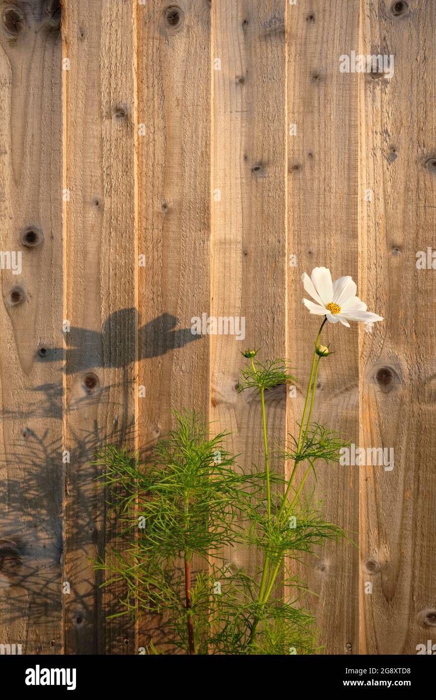Weiße Cosmos Blume. Stockfoto