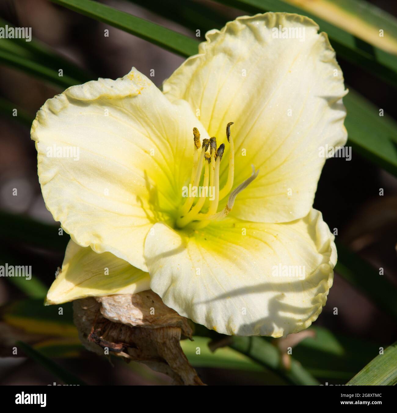 Hemerocallis Cool It Stockfoto