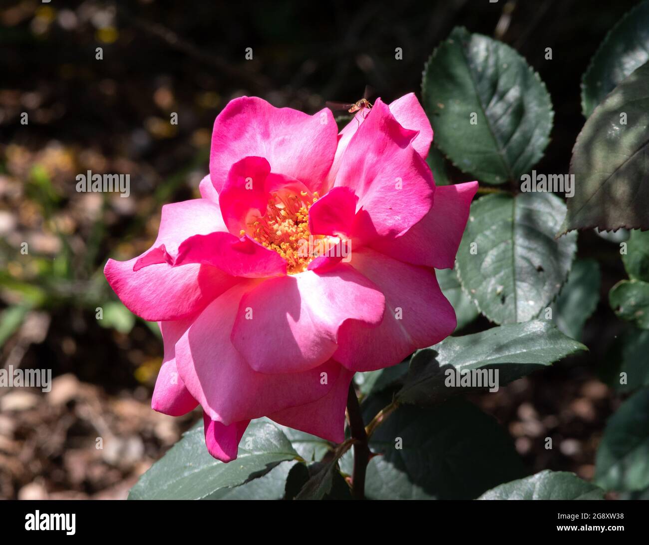 Rosa „Prima Ballerina“ Stockfoto