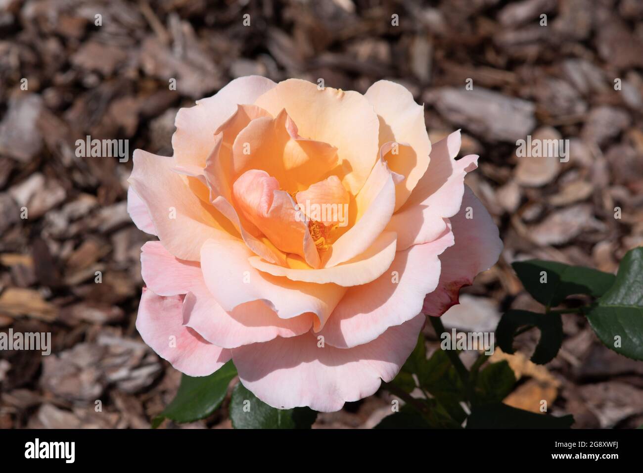 Rose Happy Pearl Hochzeit Stockfoto