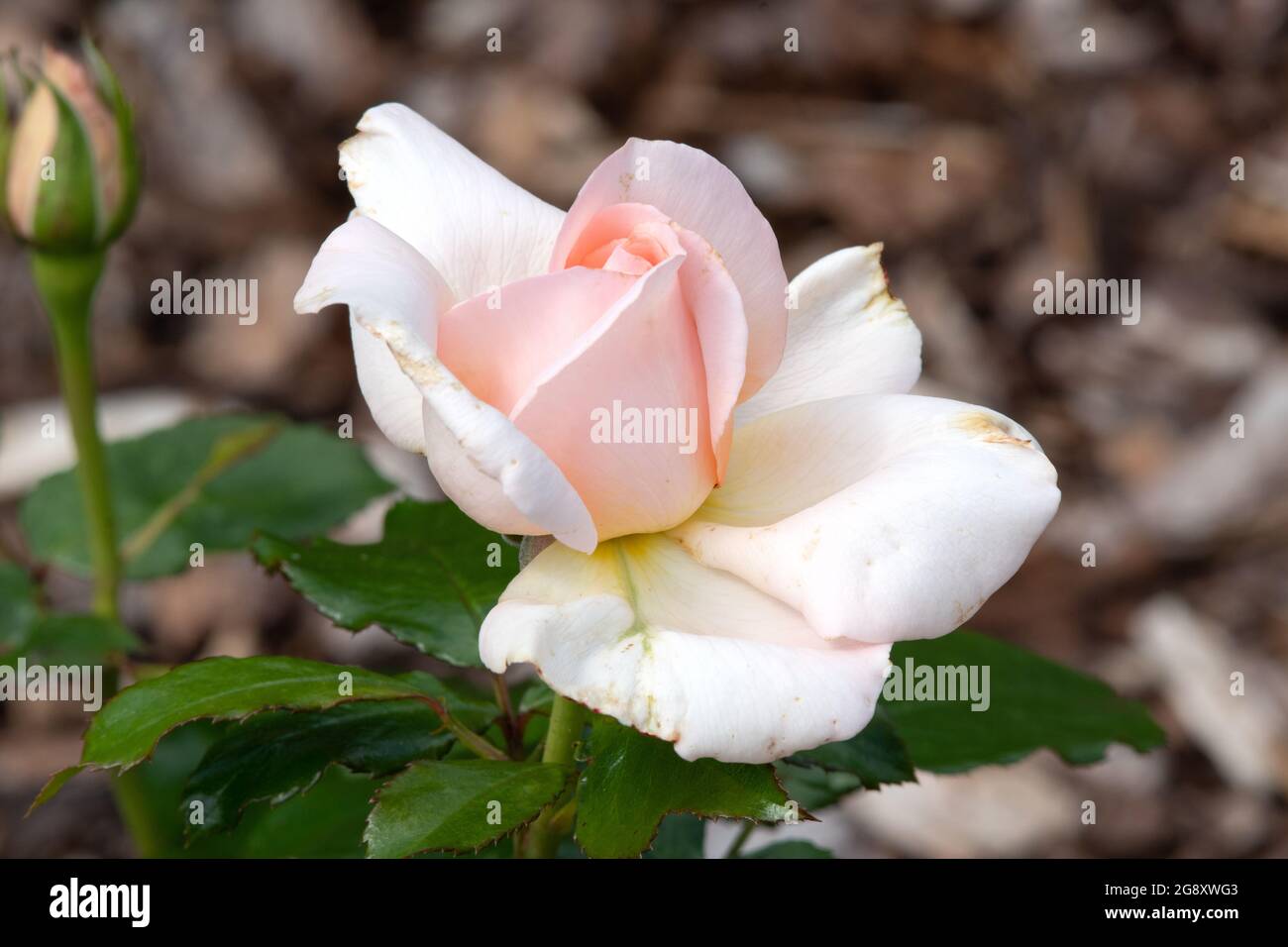 Rose Chandos Beauty Stockfoto