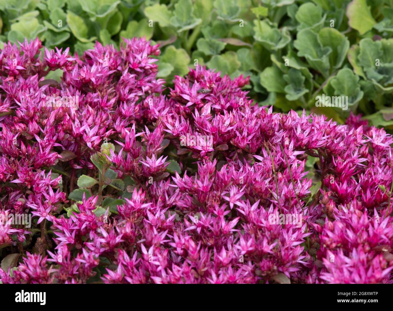 Sedum Spurium 'Voodoo' Stockfoto