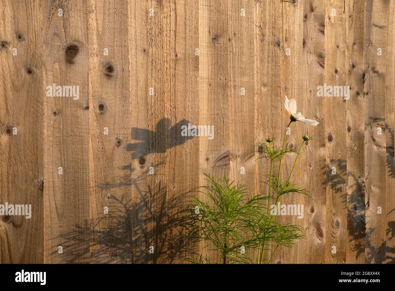 Weiße Cosmos Blume. Stockfoto
