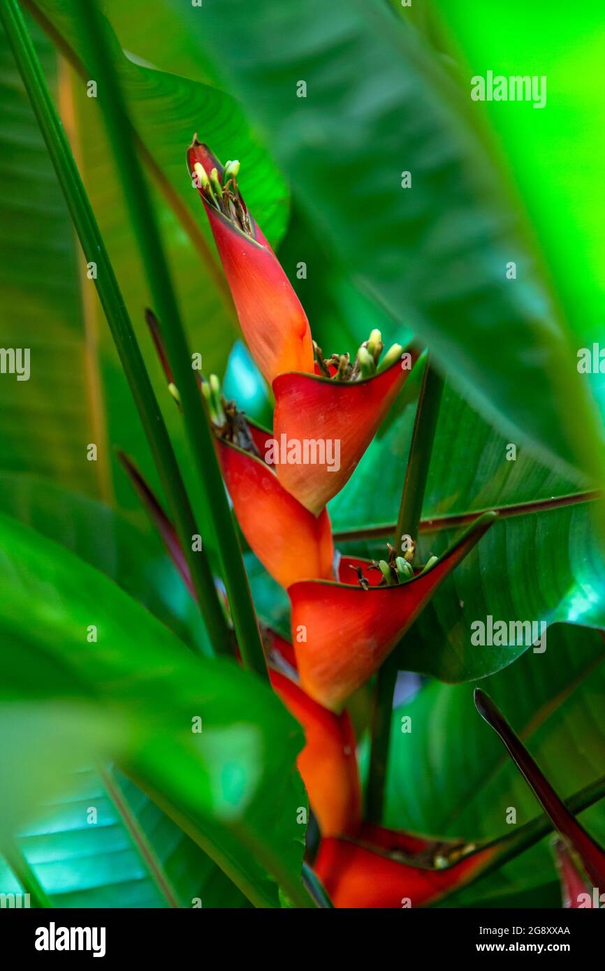 Heliconia stricta natural Zwerg Jamaican Stockfoto