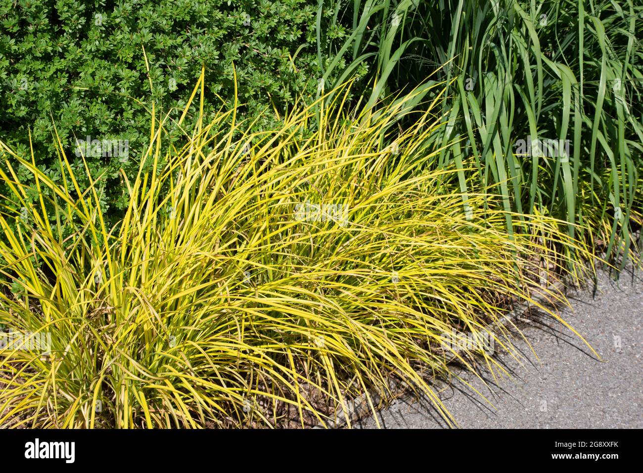 Carex elata Aurea Stockfoto