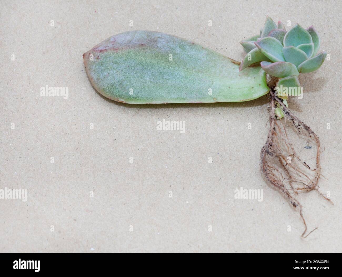 sukkulenten verwurzeln und vermehren sich aus Blättern Stockfoto