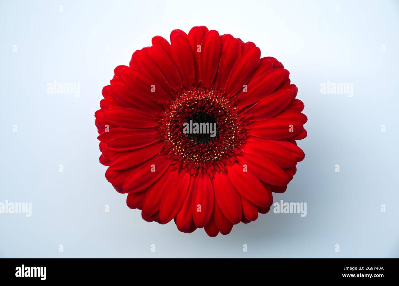 Rote Gerbera Blume vor weißem Hintergrund Stockfoto