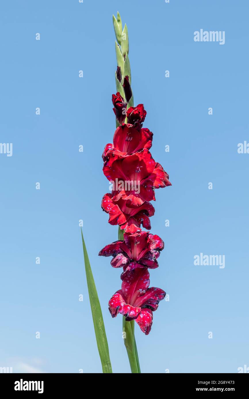 Ein Detail eines dunkelroten Gladiolus, der vor kurzem am blauen Himmel aufblühte Stockfoto