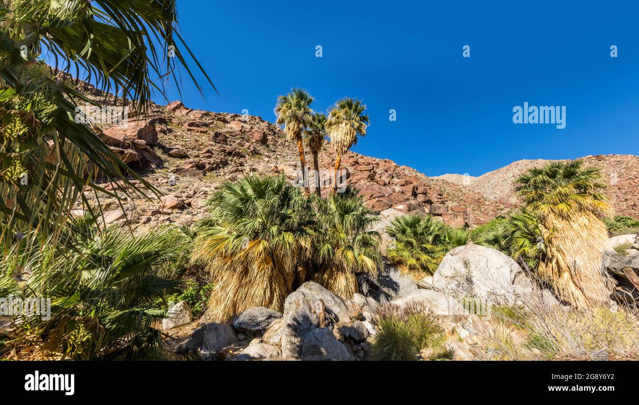 Palmenoase entlang eines Baches im Anza Borrego State Park, Kalifornien Stockfoto