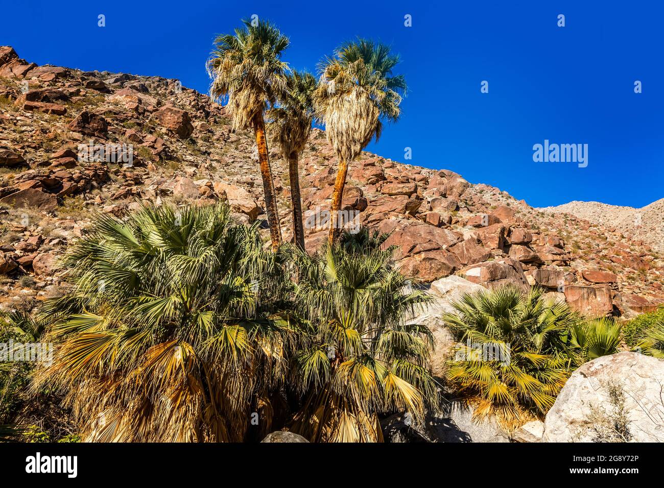 Palmenoase entlang eines Baches im Anza Borrego State Park, Kalifornien Stockfoto