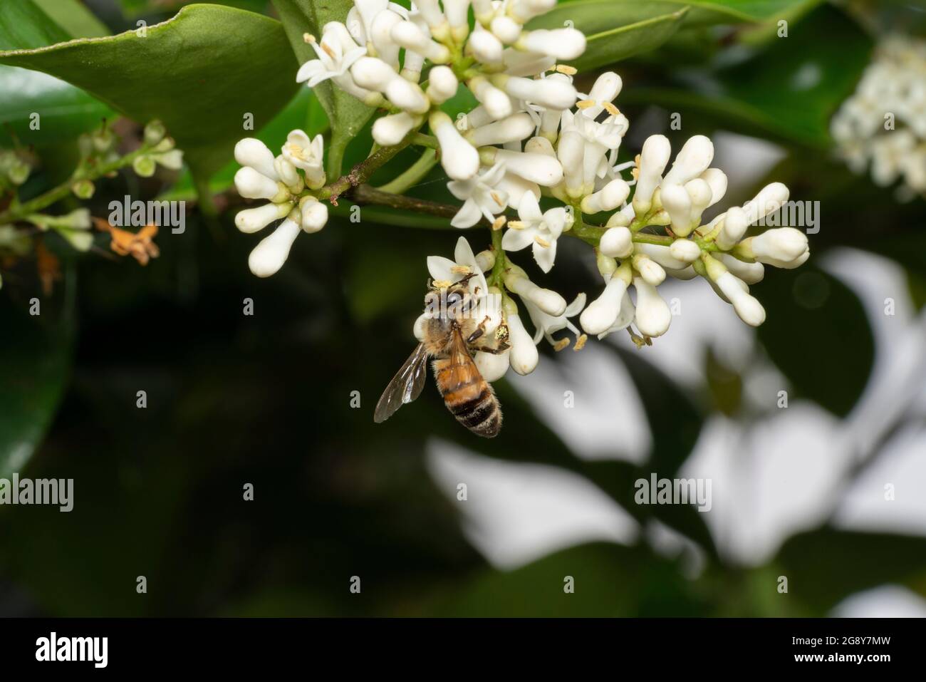 Westliche Honigbiene (APIs mellifera) saugt japanische Biene (Ligustrum japonicum), Stadt Isehara, Präfektur Kanagawa, Japan Stockfoto
