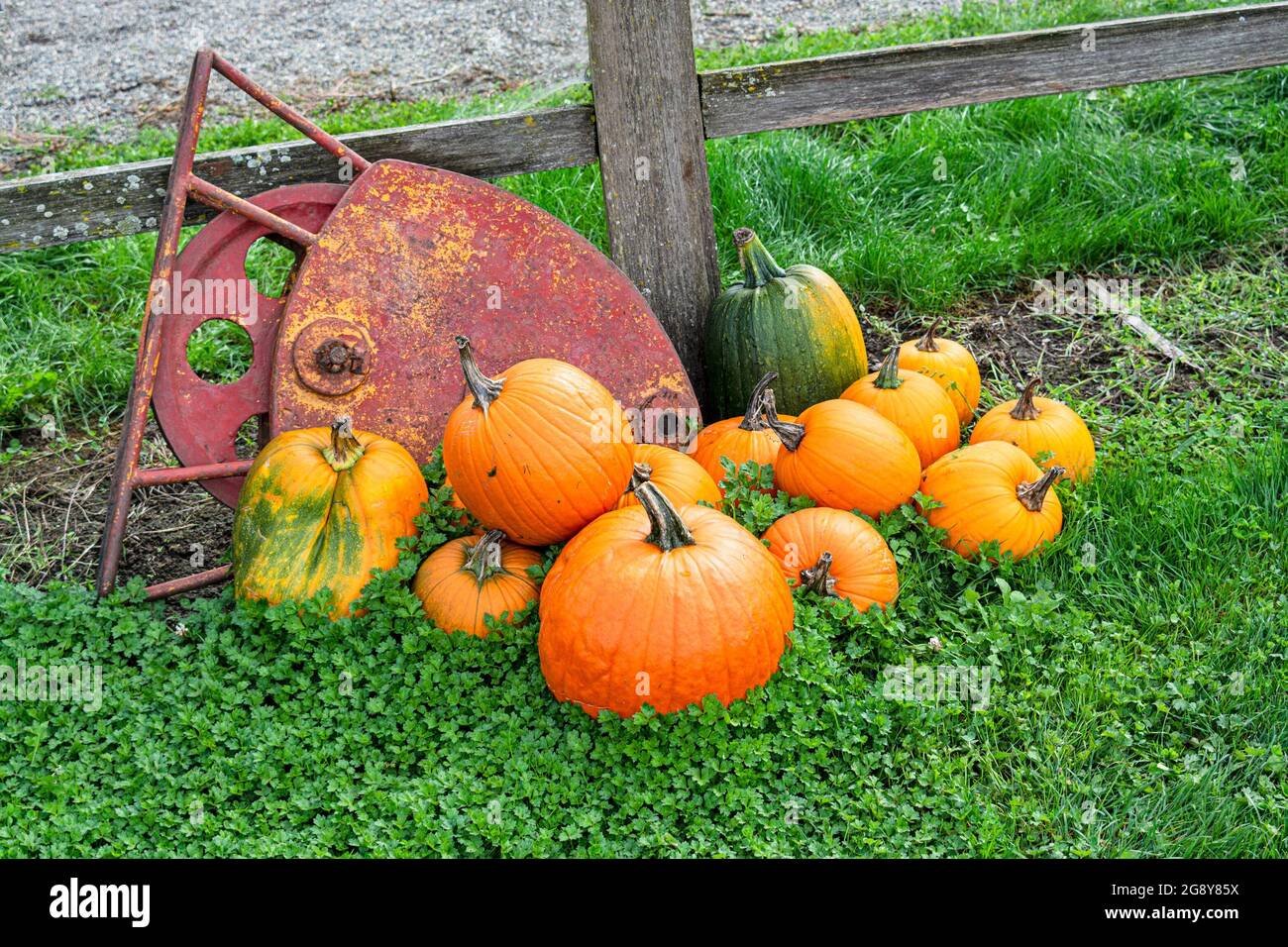 Orangefarbene Kürbisse und roter Kranich liegen im grünen Gras Stockfoto