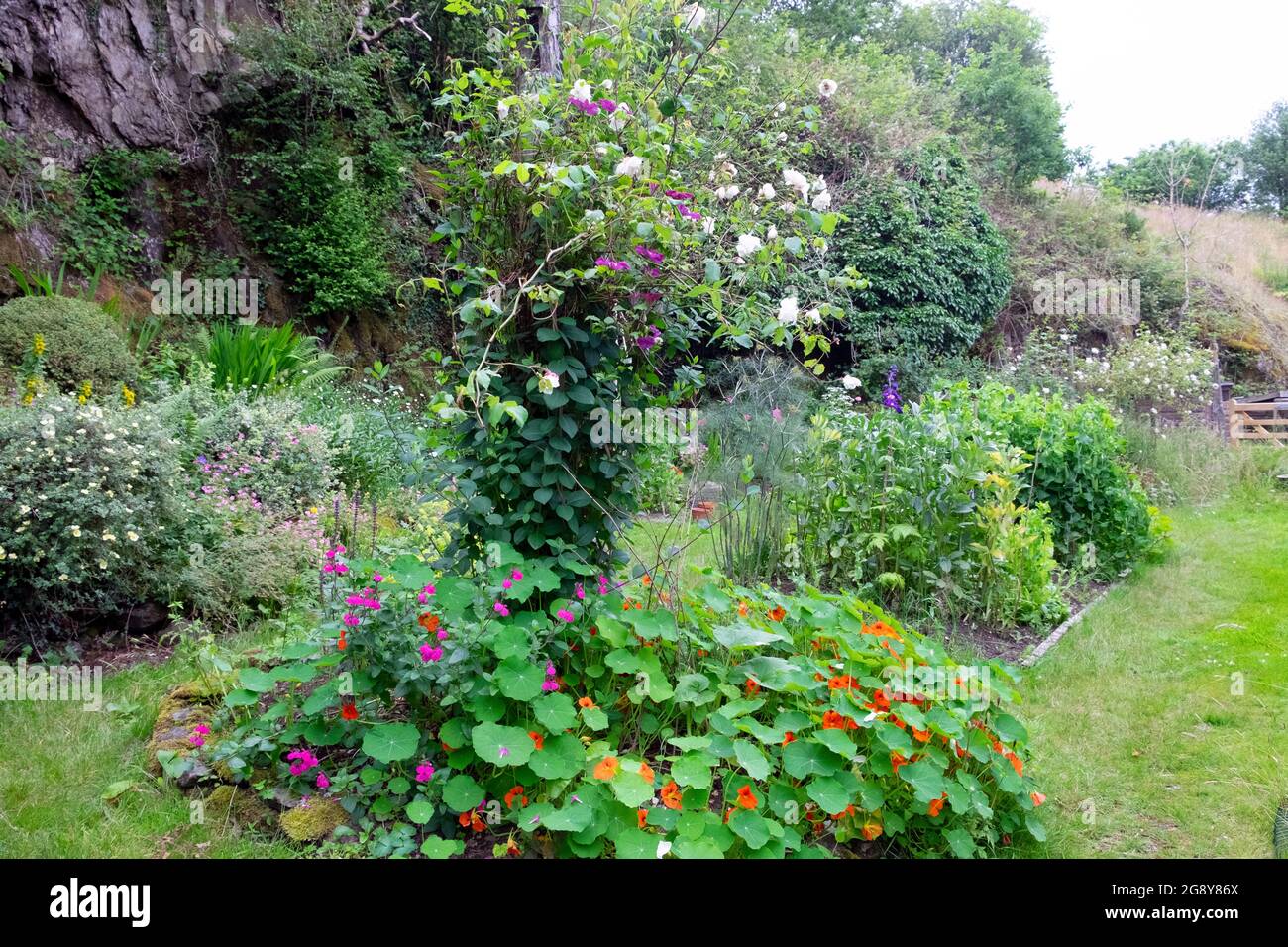 Kletterer Clematis Rosen, die im Sommer hölzerne Post-Nasturtien Salvias wachsen kleiner Garten und Gemüsebeet in Wales, Großbritannien KATHY DEWITT Stockfoto
