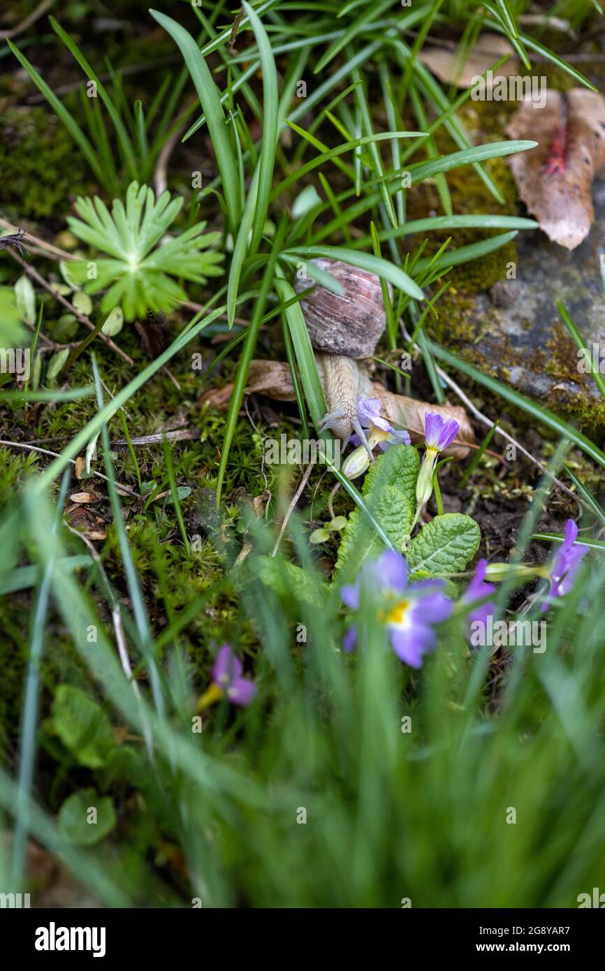Eine römische Schnecke sucht im Garten nach Futter auf dem Bett mit etwas Unkraut Stockfoto