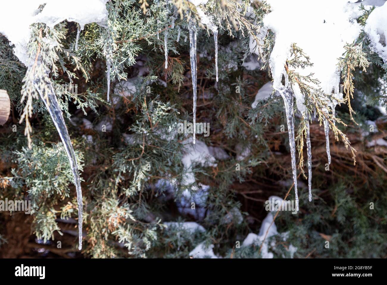 Wunderbare Eiszapfen, die im Winter am Ast eines Nadelbaums im Garten hängen Stockfoto