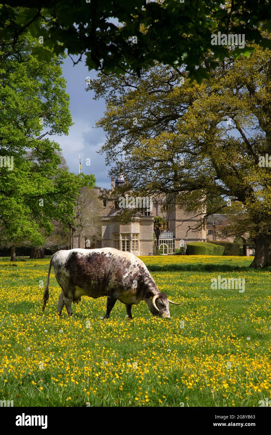 Englisches Longhorn-Rind grast auf Wiesen außerhalb von Rousham House, Oxfordshire, England Stockfoto