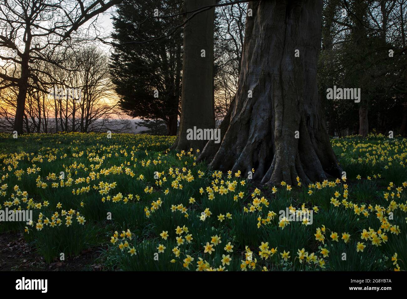 Frühlingshafte Narzissen am späten Abend im Woodland, england Stockfoto