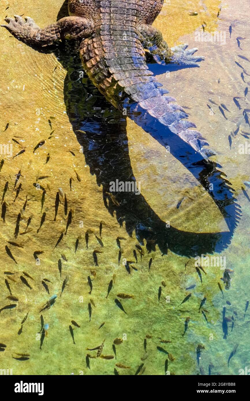 Falscher Gharial (Tomistoma schlegelii), oder malaiischer Gharial oder Sunda gharial, ein Süßwasser-Krokodil aus der Familie der Gavialidae. Rückenbeine und Stockfoto