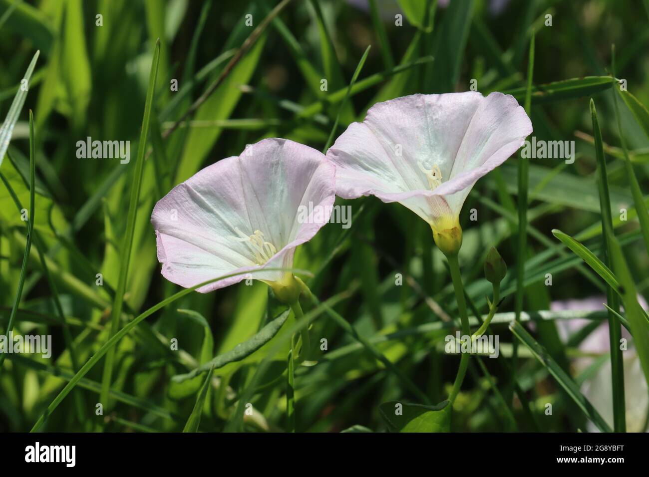 Die Blüten zwei Ackerwinden recken sich dem Licht entgegen Stockfoto