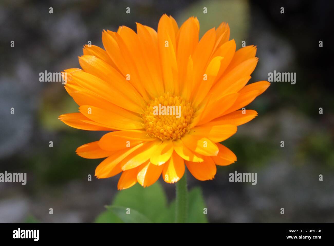 Eine Ringelblumenblüte leuchtet im Gartenbeet Stockfoto