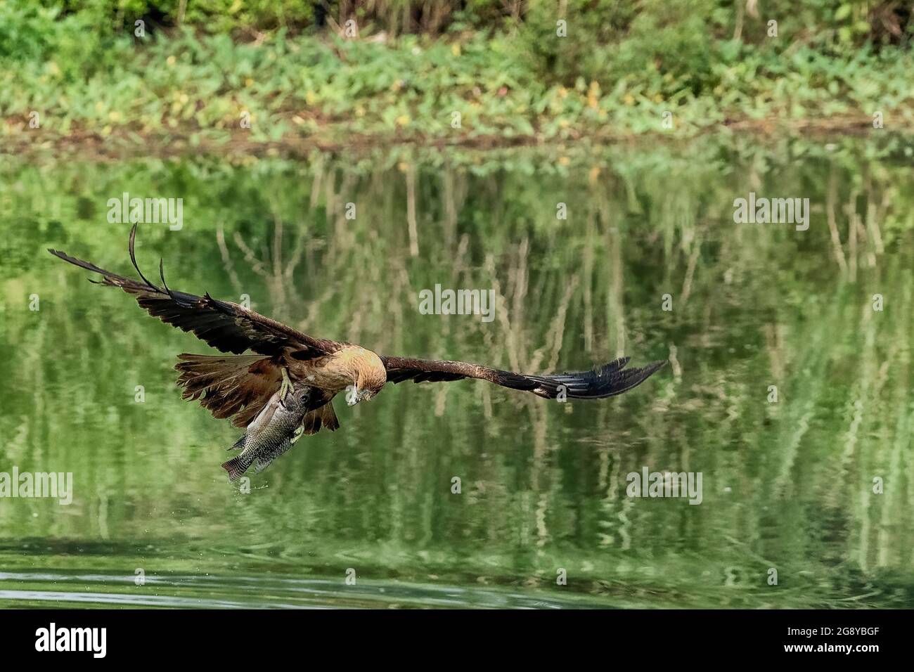 Stacheladler-Eule mit Stockfoto