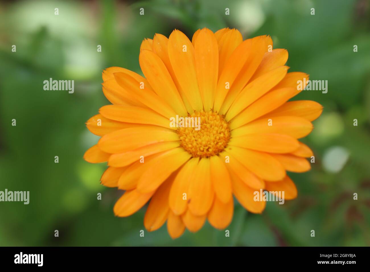 Ringelblume wächst in meinem Garten Stockfoto