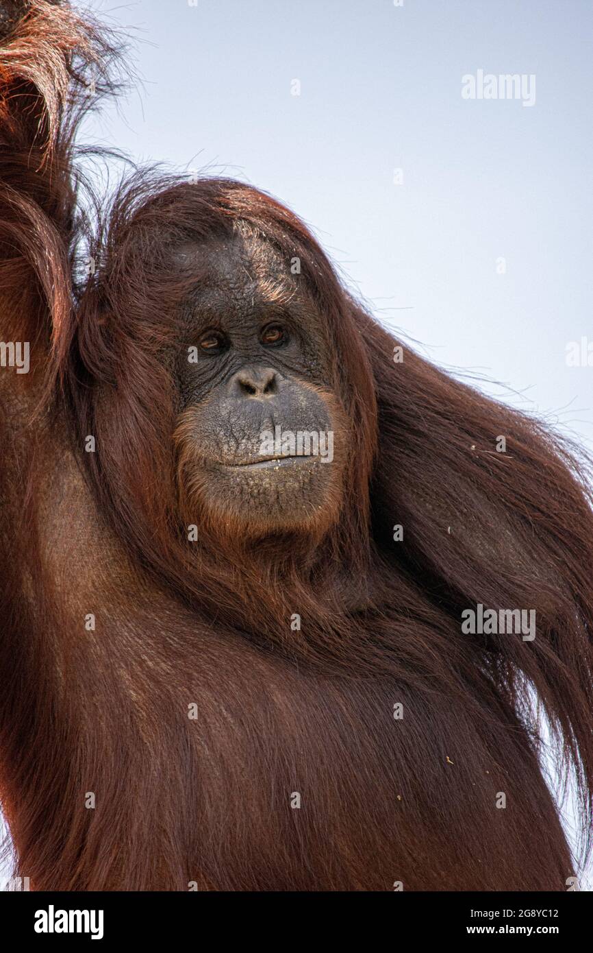 Tiere, Blackpool Zoo Stockfoto