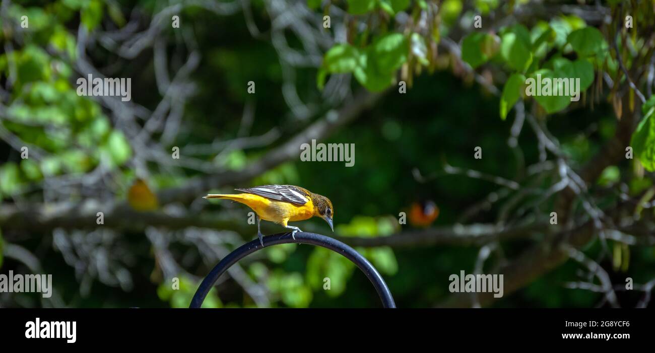 Dieser hübsche kleine Oriole-Vogel scheint neugierig auf etwas darunter zu sein, da er auf der Oberseite eines Metallhakens in einem Misosuri-Hinterhof steht. Bokeh-Effekt Stockfoto