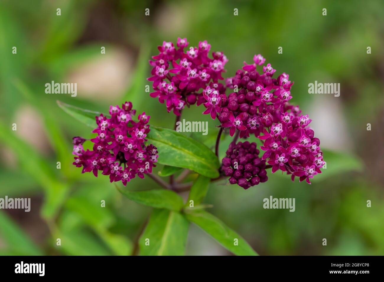 Upper Peninsula, Michigan, USA Stockfoto