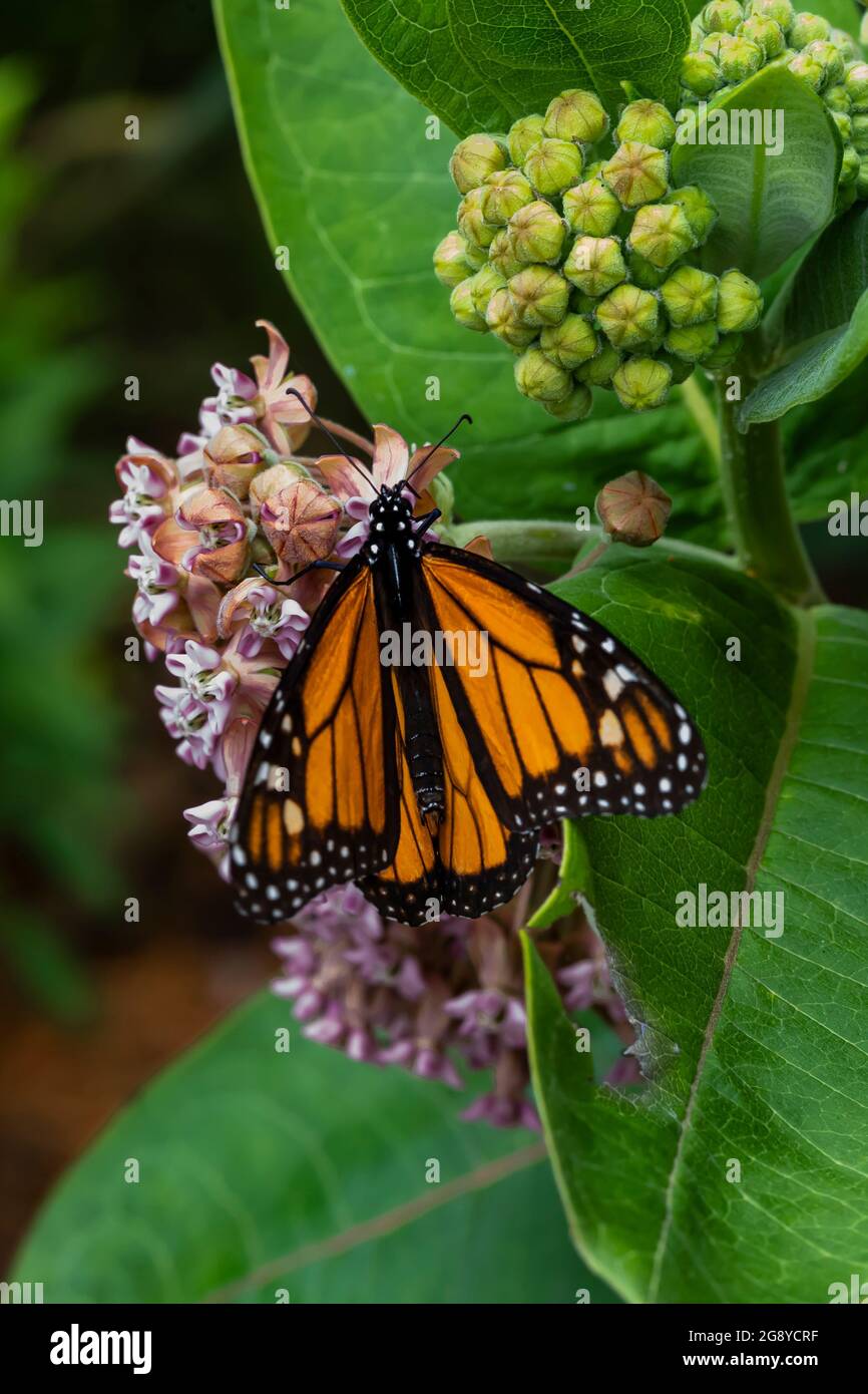 Monarch Butterfly, Danaus plexippus, auf gemeiner Milchkrautpflanze, Asclepias syriaca, im Seney National Wildlife Refuge, Upper Peninsula, Michigan, USA Stockfoto